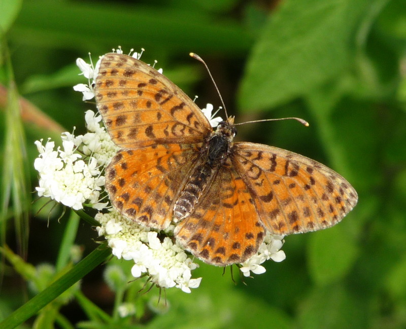 Da determinare 2 - Melitaea didyma